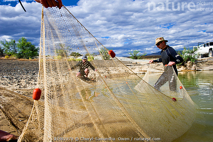 Stock photo of Fish ecologists dragging a fyke net ashore during a