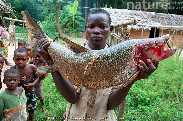 Stock photo of Mongo man selling large Goliath tiger fish (Hydrocynus  goliath) with red…. Available for sale on
