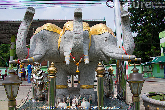 white elephant Thailand Stock Photo