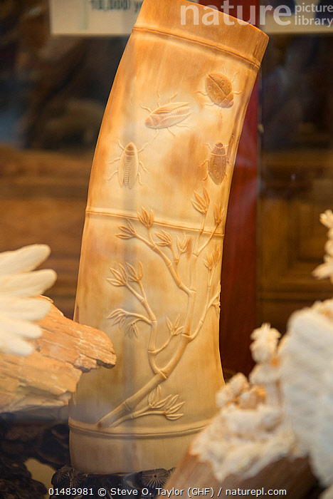 Shop Carving Stock