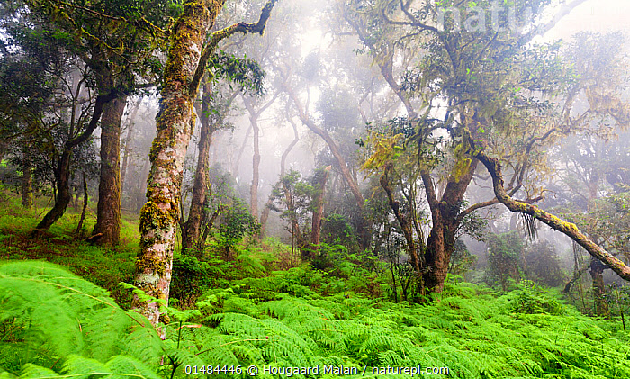 Tourism in Magoebaskloof: A Lush Escape into Nature and Culture https://nplimages.infradoxxs.com/cache/pcache2/01484446.jpg?utm_source=chatgpt.com