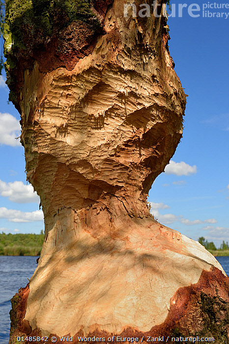 Stock photo of Tree trunk gnawed by Beaver (Castor fiber) Peene river ...