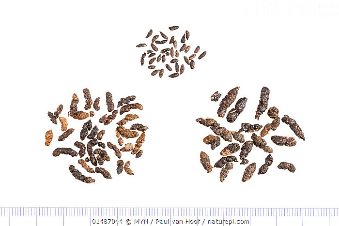 Stock photo of Comparison of bat droppings. Brown long-eared bat ...