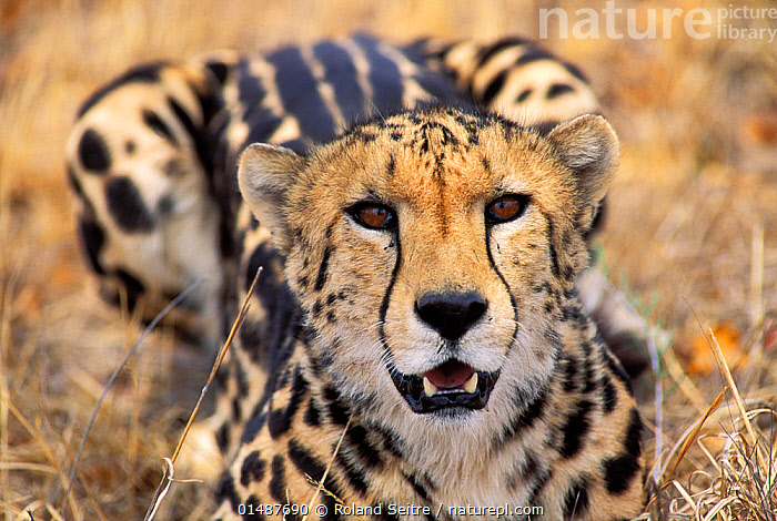 365 King Cheetah Stock Photos - Free & Royalty-Free Stock Photos from  Dreamstime