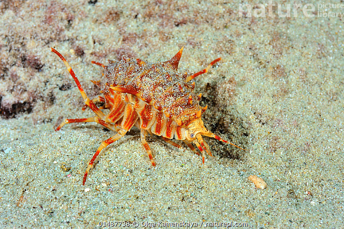 Gaitananing yalangoch mushuki Porno jinsiy rohibalar