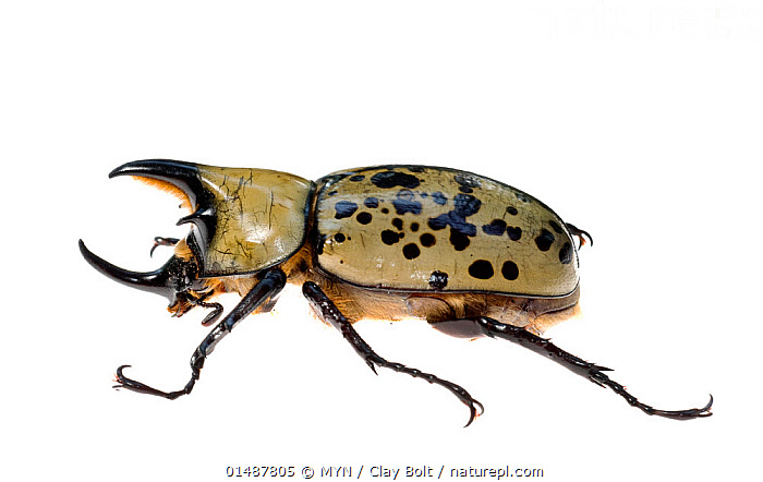 Eastern Hercules Beetle Flying