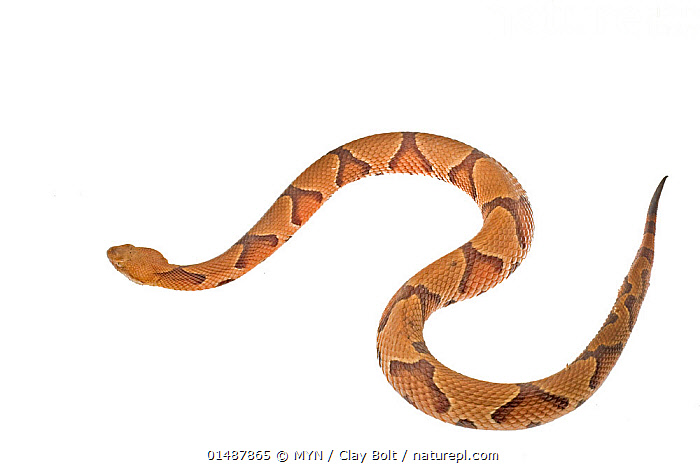 Stock photo of Southern Copperhead (Agkistrodon contortrix contortrix ...