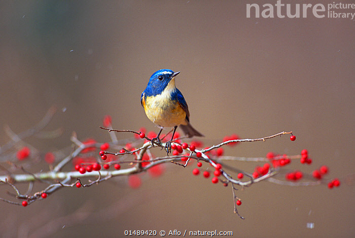 Stock photo of Red flanked bluetail {Tarsiger / Erithacus cyanurus