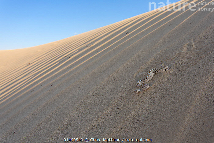 Sand Rattler Stock photo of Sidewinder or Horned rattlesnake (Crotalus cerastes) on ...