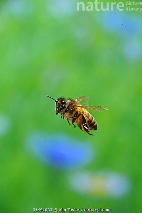 Stock photo of Honey bee (Apis mellifera) in flight, Surrey, England ...