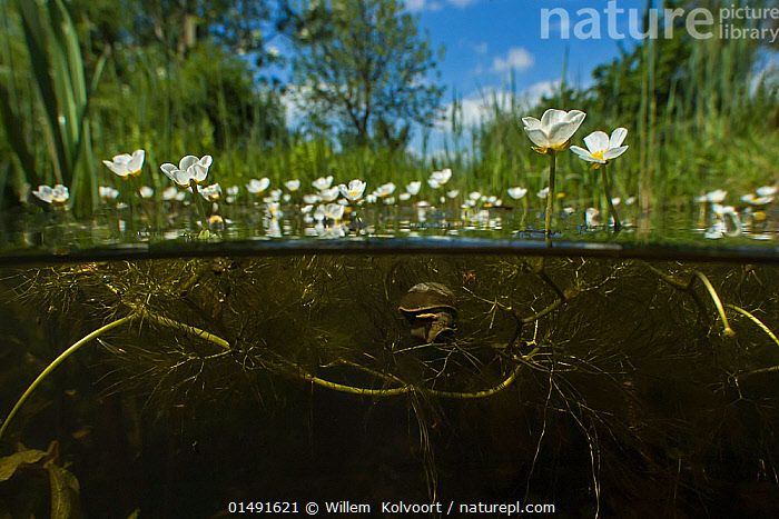 Ranunculus aquatilis 2024