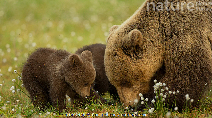 Stock photo of European brown bear (Ursus arctos arctos) mother and ...