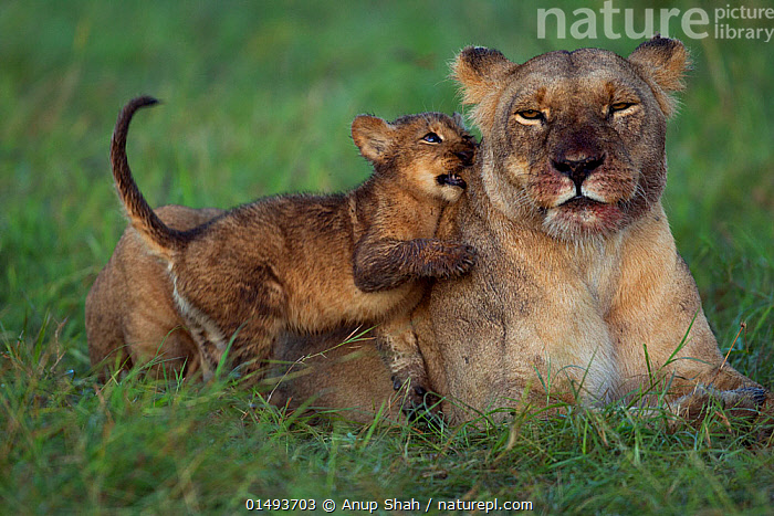 Stock photo of Lioness (Panthera leo) with playful cub aged about ...
