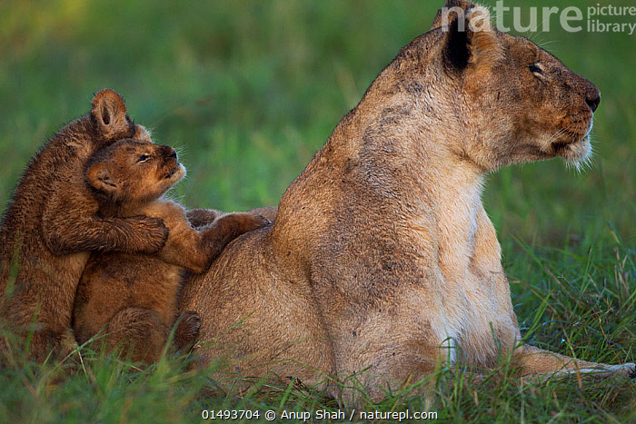 Stock photo of Lioness (Panthera leo) with playful cubs aged about ...