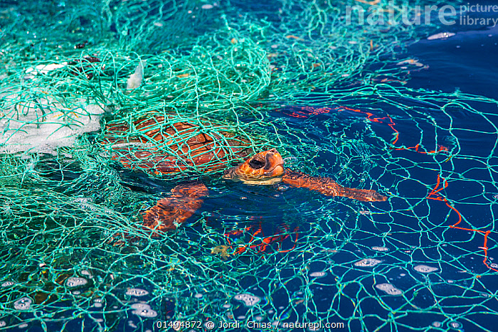 Mediterranean Sea  Jordi Chias: Underwater photography