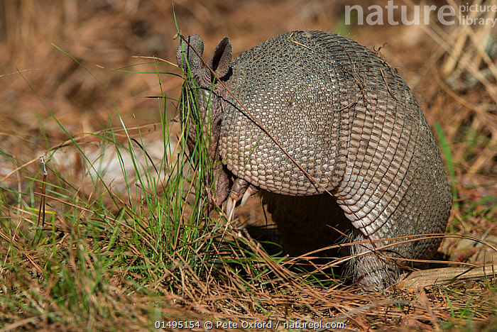 Ninebanded Armadillo Dasypus Novemcinctus Stock Armadillo Bildauswahl