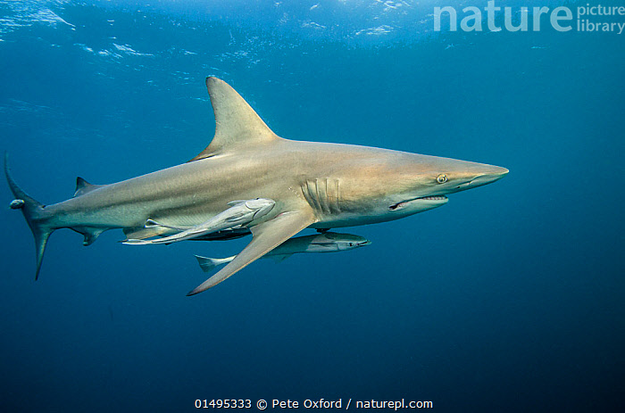 Oceanic Blacktip Shark