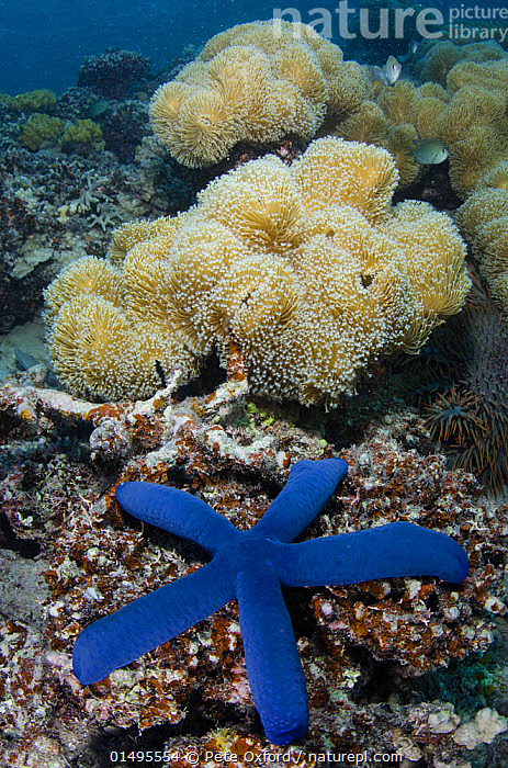 Stock photo of Blue sea star (Linckia laevigata) on coral reef, Fiji, South  Pacific.. Available for sale on