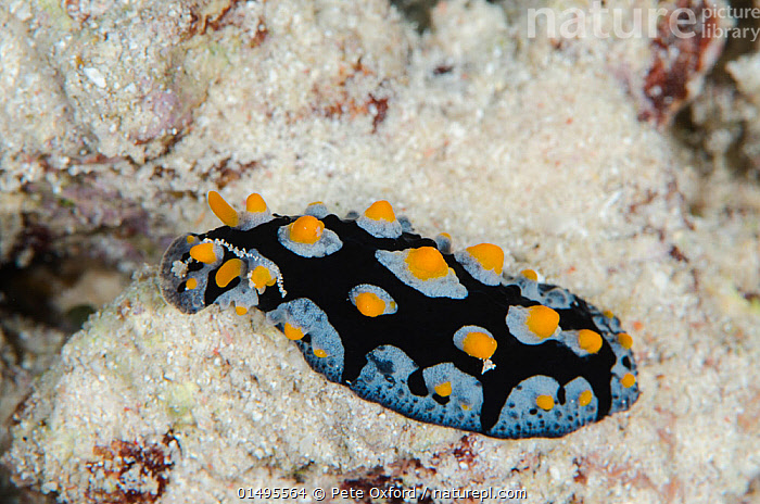 Stock photo of Painted phyllidia (Phyllidia picta) Rainbow Reef, Fiji ...