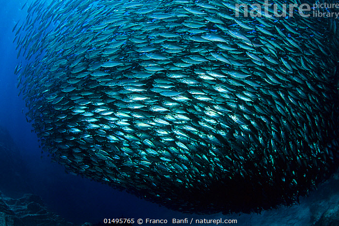 Stock photo of Pacific flatiron herring (Harengula thrissina) bait ball,  Sea of Cortez…. Available for sale on