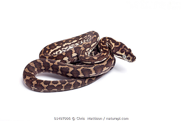 Carpet Python COASTAL CARPET PYTHON – Wildlife Mountain Australia