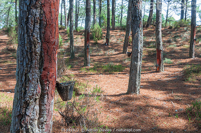 Turpentine Uses - Pinus Pinaster