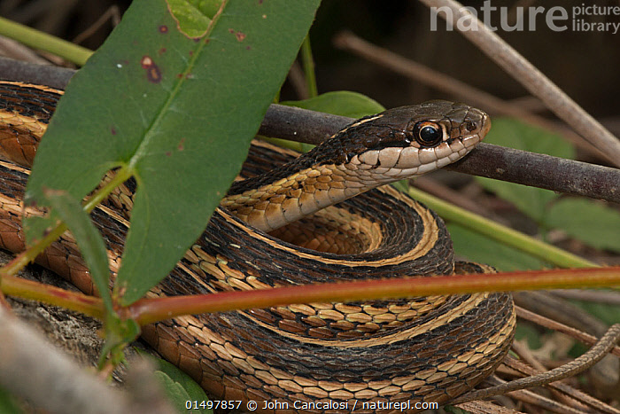 Stock Photo Of Common Ribbon Snake (Thamnophis Sauritus Sauritus ...