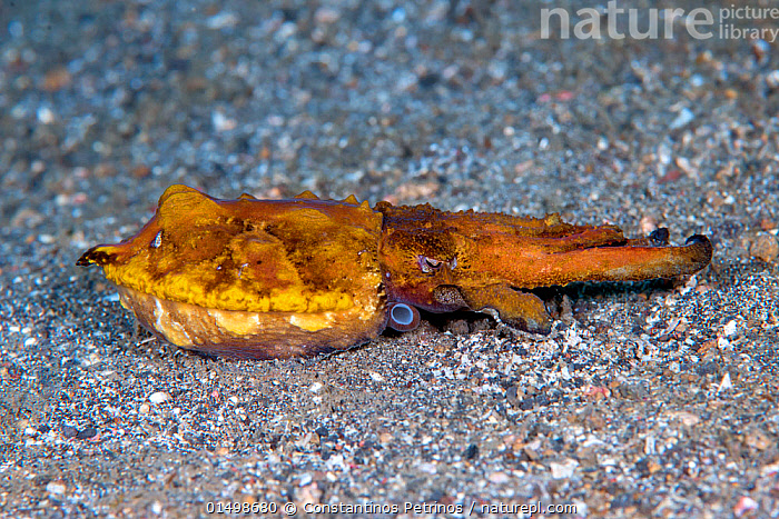 Stock photo of Flamboyant cuttlefish (Metasepia pfefferi) walking on ...