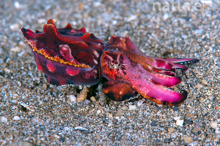 Stock photo of Flamboyant cuttlefish (Metasepia pfefferi) young ...