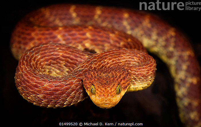 Bush viper (Atheris squamigera), animal portrait, captive, Congo