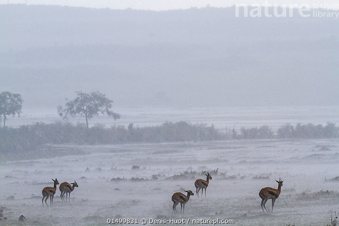 Stock photo of Thomson's gazelle (Eudorcas thomsonii) herd in rain ...