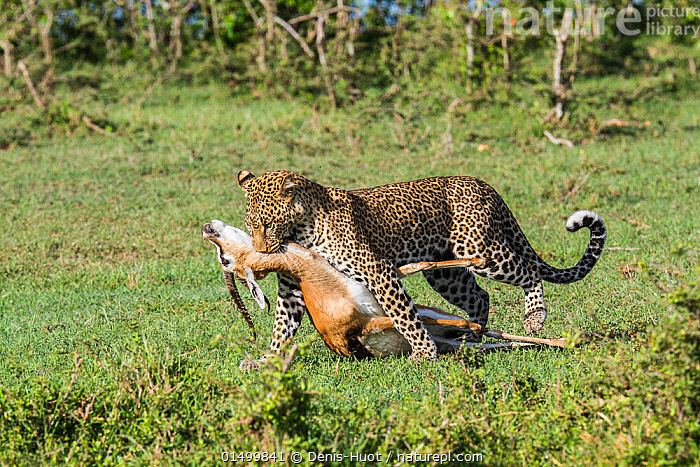 stock-photo-of-leopard-panthera-pardus-female-carrying-kill-masai