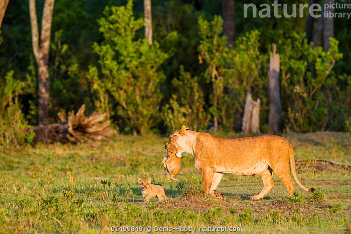 Stock Photo Of Lioness Panthera Leo Carrying Cub Masai Mara Game