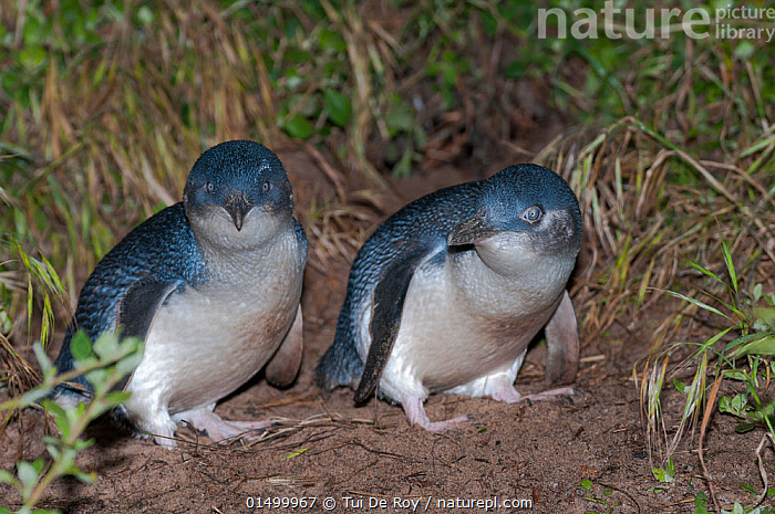 little-blue-fairy-penguin