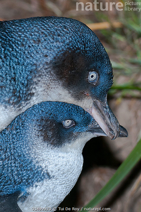 Stock photo of Little blue / fairy penguin (Eudyptula minor) pair ...