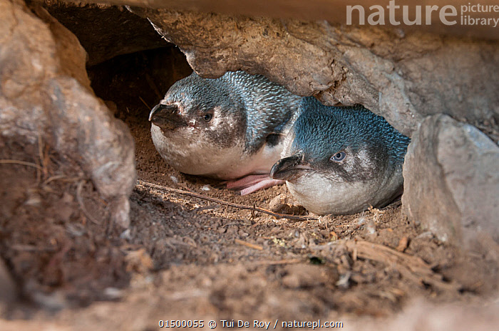 Stock Photo Of Little Blue (White-flippered) Penguin (Eudyptula Minor ...