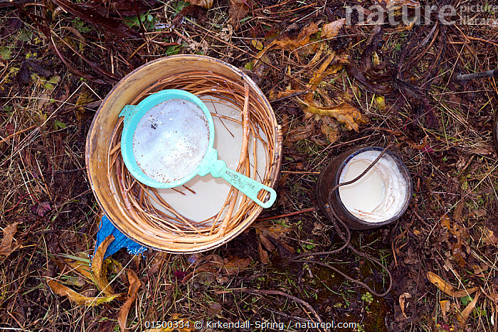 Yock Making Stock photo of Making yak cheese by placing tree branches and yak milk ...