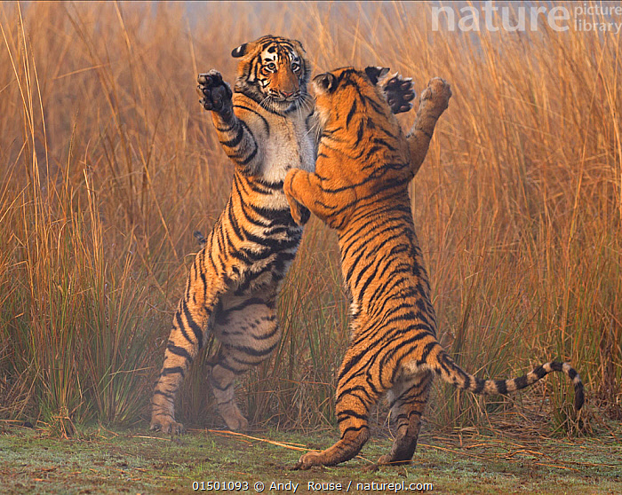 Stock photo of Bengal tiger (Panthera tigris tigris) 11 month cubs play  fighting. Available for sale on