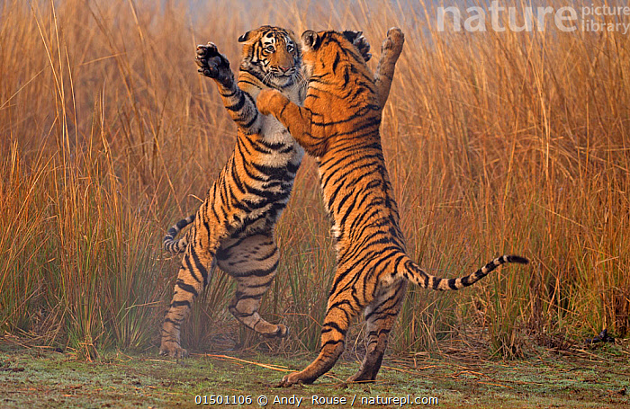 Stock photo of Bengal tiger (Panthera tigris tigris) 11 month cubs play  fighting. Available for sale on