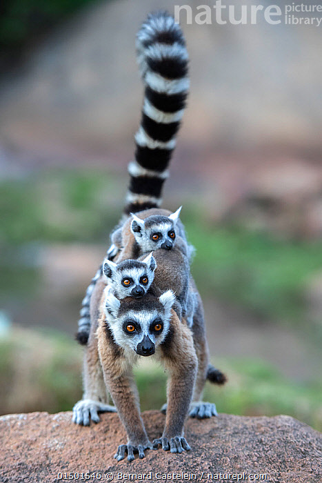 Ring-tailed lemur | San Diego Zoo Wildlife Explorers