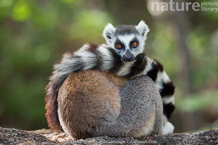 Want a Pet Lemur? What You Need to Know First