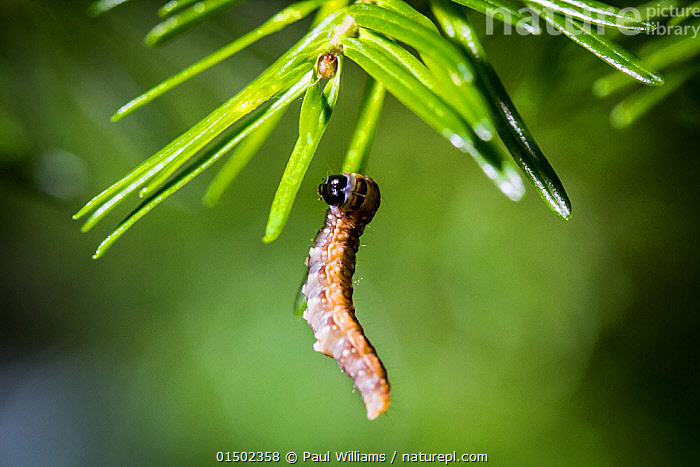 Stock Photo Of Eastern Spruce Budworm (choristoneura Fumiferana) 6th 