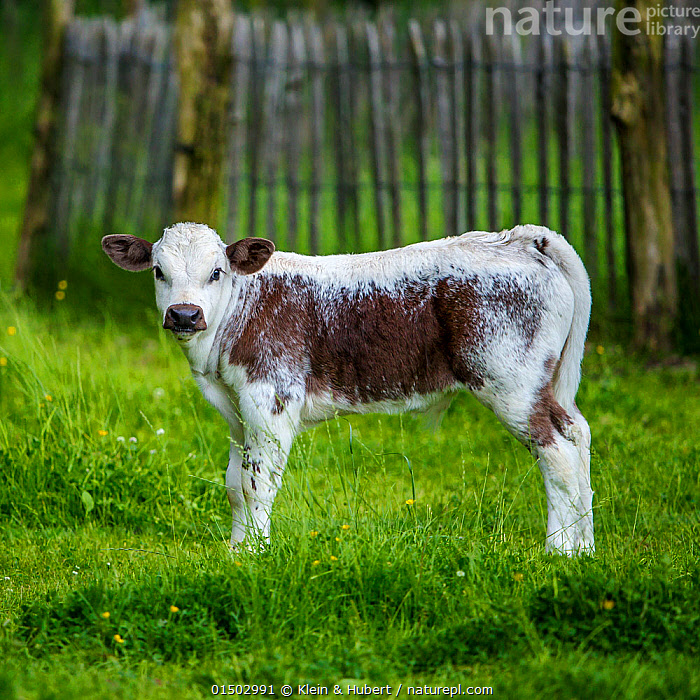 Mountain Calf hotsell