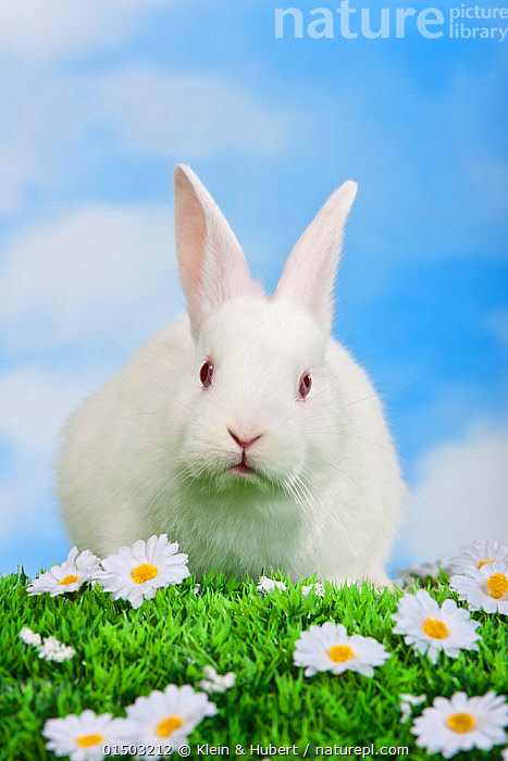 Stock photo of Young albino rabbit in studio on astroturf with flowers ...