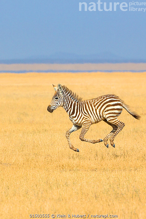Stock photo of Grants zebra (Equus quagga boehmi) foal running in ...