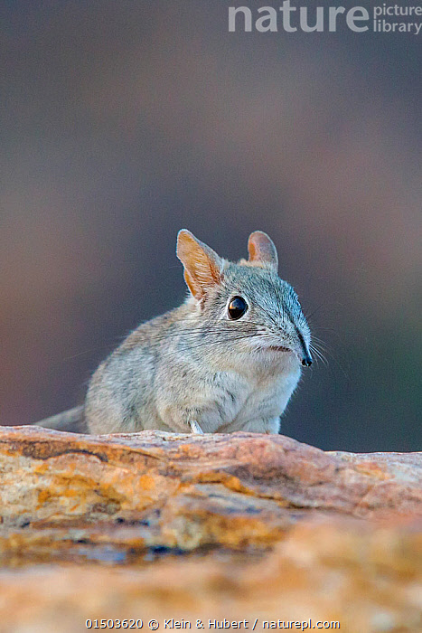 Stock photo of Eastern Rock elephant shrew (Elephantulus myurus