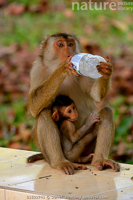 baby pigtail macaque