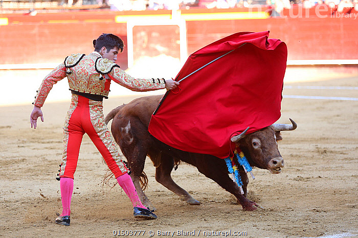 Stock photo of Bull running at red cape waved by matador during bullfight,  bull is…. Available for sale on