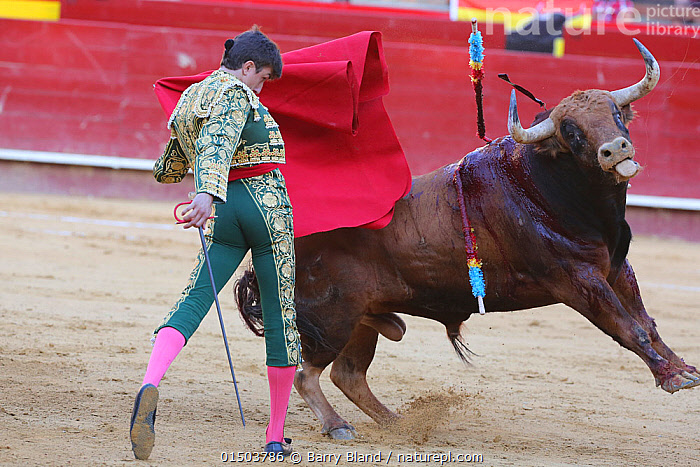 Stock photo of Matador waving red cape at bull during bullfight, bull is  speared with…. Available for sale on