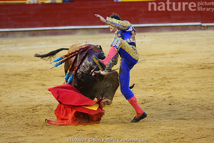 Stock photo of Bull fighting, torero leaping over bull Bull has barbs /  banderillas…. Available for sale on